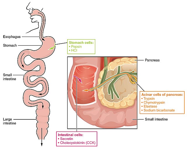 Simple gut graphic emphasizing slow gastric emptying