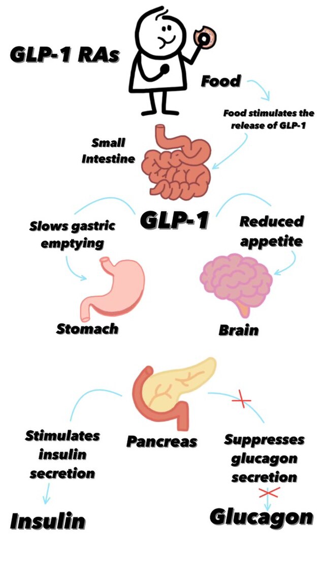 Illustration of GLP-1 hormone signaling between gut and pancreas